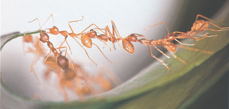 Иллюстрация к книге — Путешествие к муравьям [i_088.jpg]