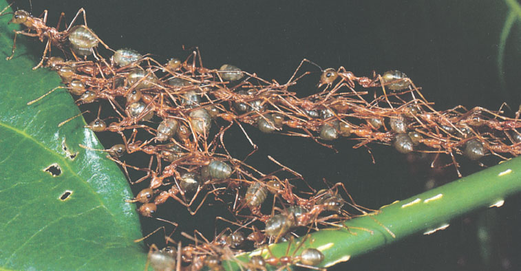 Иллюстрация к книге — Путешествие к муравьям [i_089.jpg]