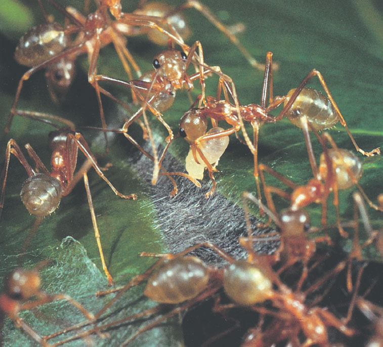 Иллюстрация к книге — Путешествие к муравьям [i_091.jpg]