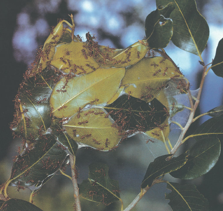 Иллюстрация к книге — Путешествие к муравьям [i_092.jpg]