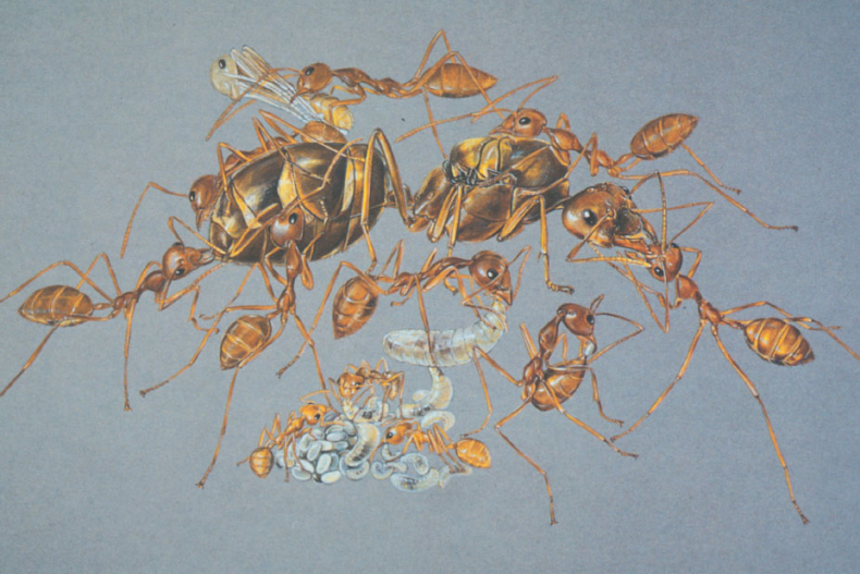 Иллюстрация к книге — Путешествие к муравьям [i_093.jpg]