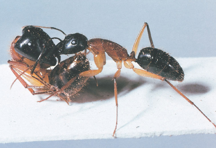 Иллюстрация к книге — Путешествие к муравьям [i_094.jpg]