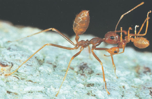 Иллюстрация к книге — Путешествие к муравьям [i_095.jpg]