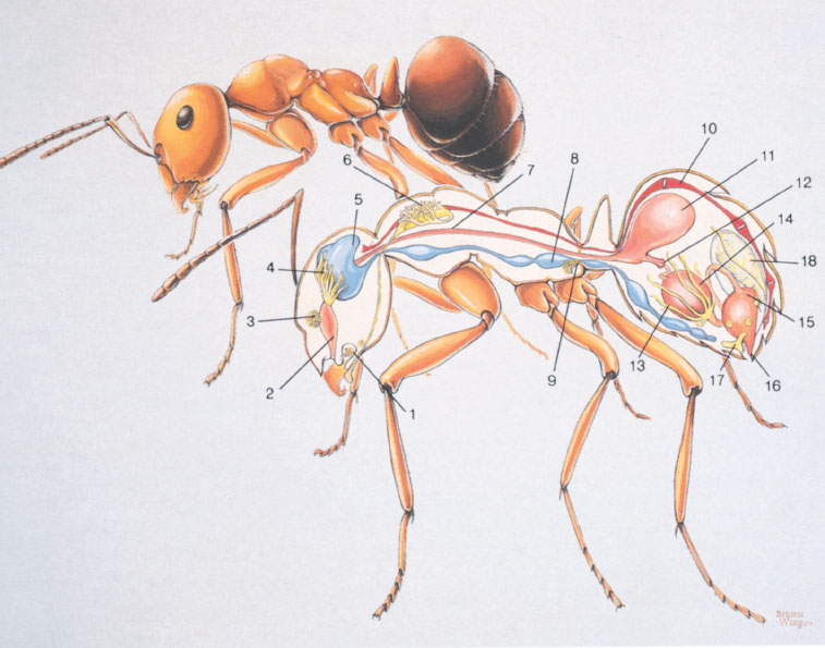 Иллюстрация к книге — Путешествие к муравьям [i_097.jpg]