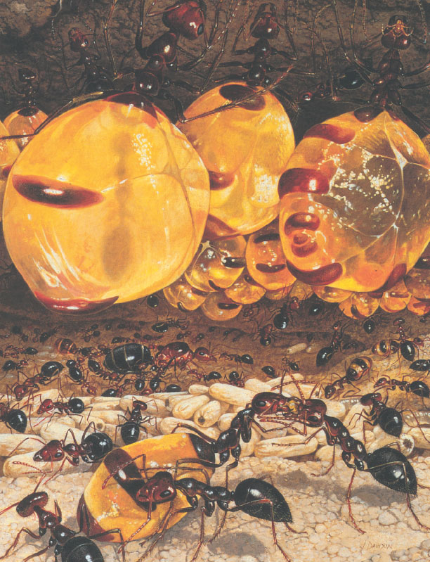 Иллюстрация к книге — Путешествие к муравьям [i_098.jpg]