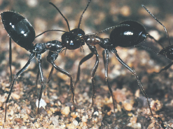 Иллюстрация к книге — Путешествие к муравьям [i_100.jpg]