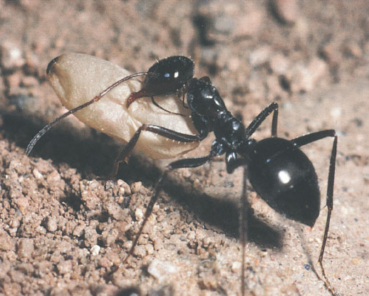 Иллюстрация к книге — Путешествие к муравьям [i_102.jpg]