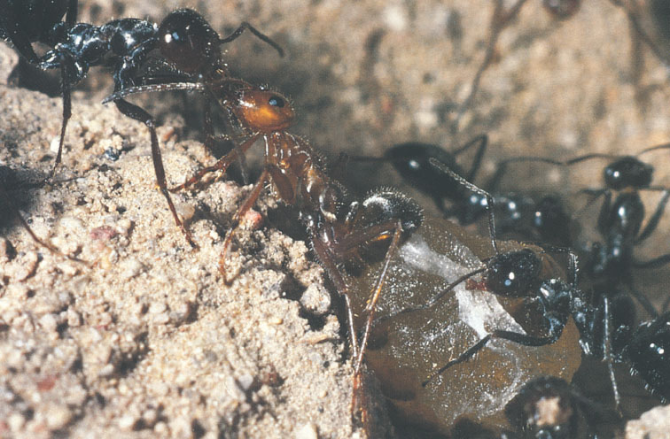 Иллюстрация к книге — Путешествие к муравьям [i_103.jpg]