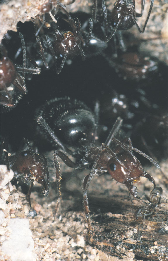 Иллюстрация к книге — Путешествие к муравьям [i_105.jpg]