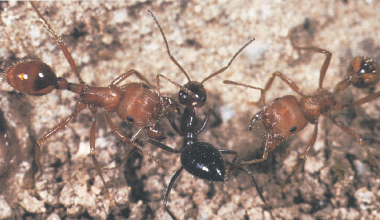 Иллюстрация к книге — Путешествие к муравьям [i_108.jpg]