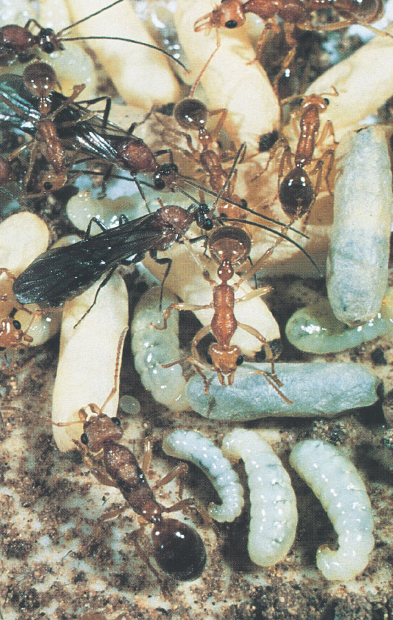 Иллюстрация к книге — Путешествие к муравьям [i_110.jpg]