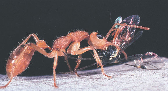 Иллюстрация к книге — Путешествие к муравьям [i_111.jpg]