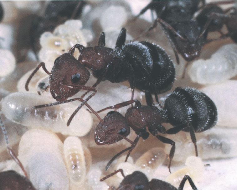 Иллюстрация к книге — Путешествие к муравьям [i_125.jpg]