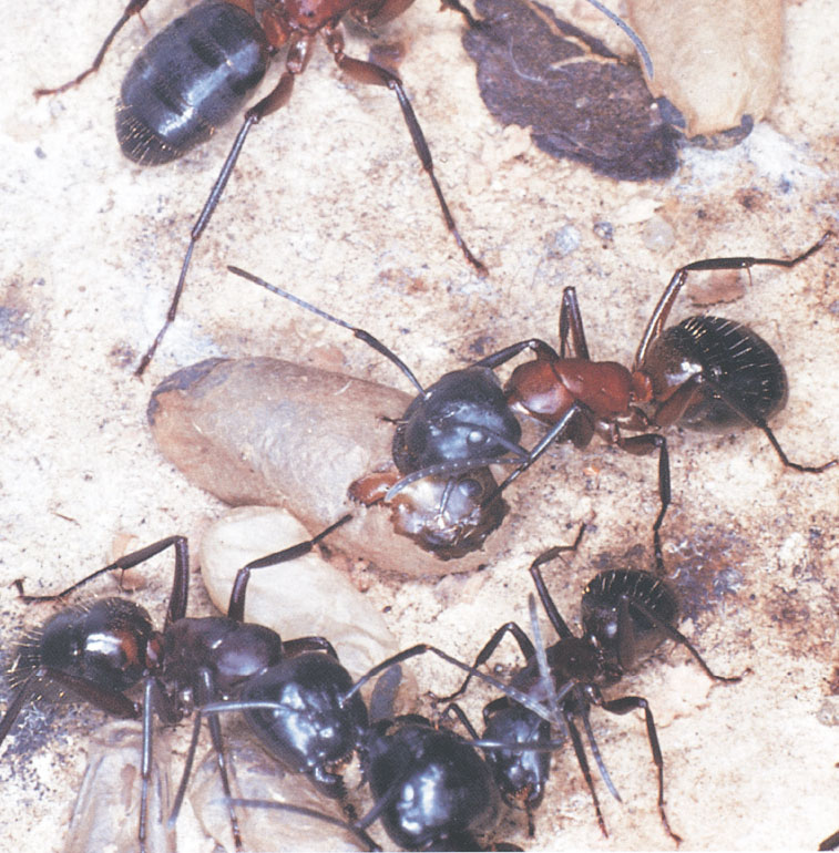 Иллюстрация к книге — Путешествие к муравьям [i_126.jpg]