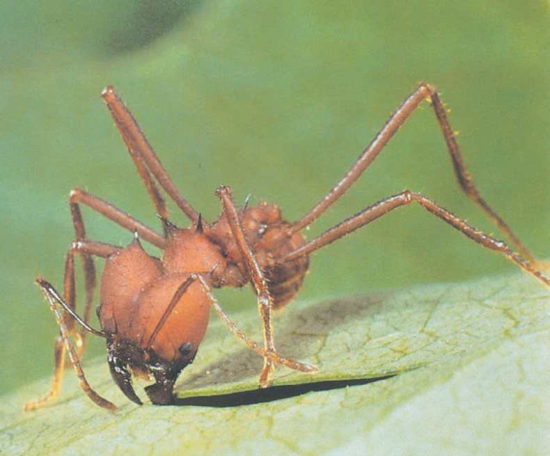 Иллюстрация к книге — Путешествие к муравьям [i_128.jpg]