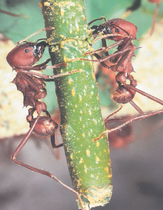 Иллюстрация к книге — Путешествие к муравьям [i_131.jpg]