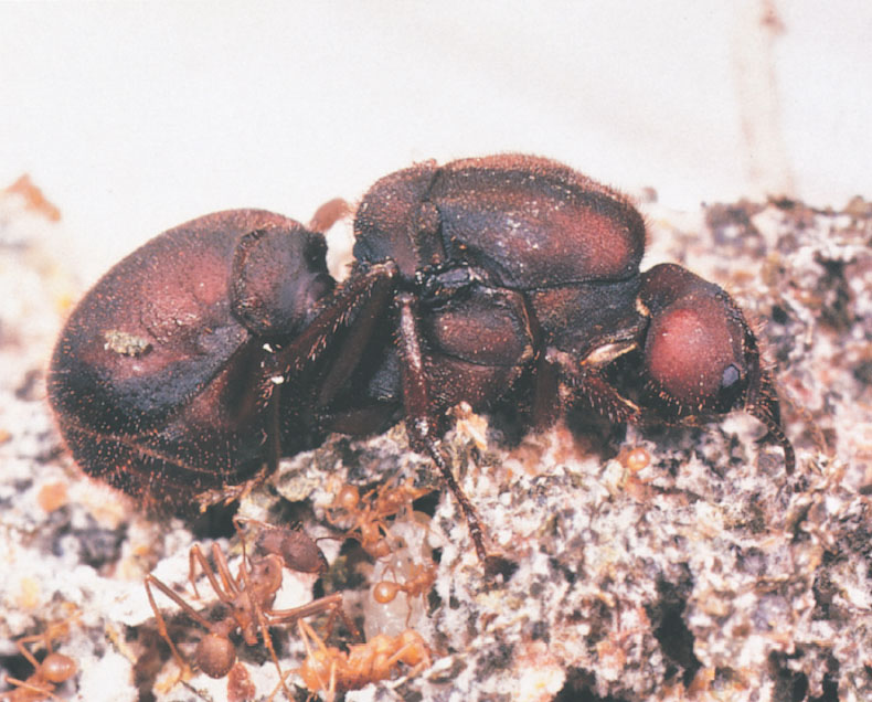 Иллюстрация к книге — Путешествие к муравьям [i_134.jpg]