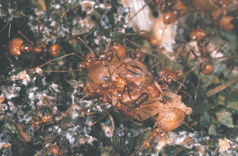 Иллюстрация к книге — Путешествие к муравьям [i_135.jpg]