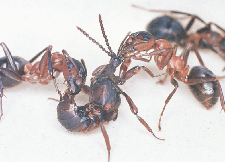 Иллюстрация к книге — Путешествие к муравьям [i_139.jpg]