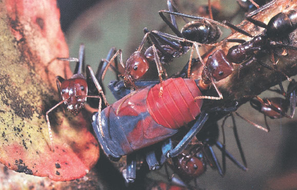 Иллюстрация к книге — Путешествие к муравьям [i_141.jpg]