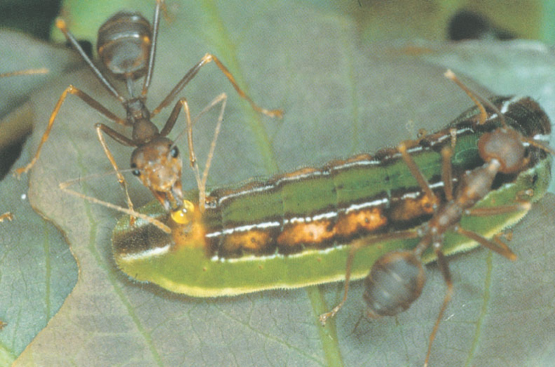 Иллюстрация к книге — Путешествие к муравьям [i_143.jpg]