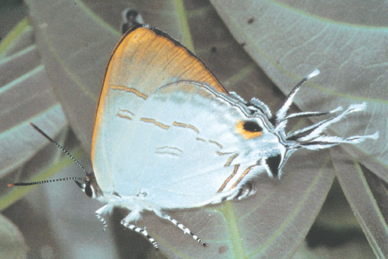 Иллюстрация к книге — Путешествие к муравьям [i_144.jpg]