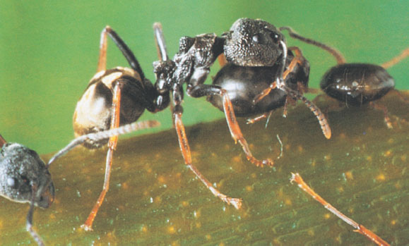 Иллюстрация к книге — Путешествие к муравьям [i_146.jpg]