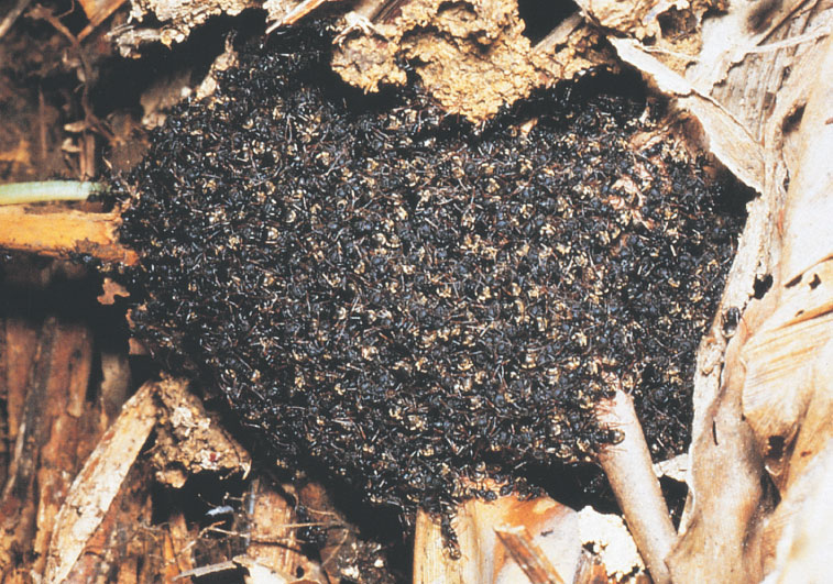 Иллюстрация к книге — Путешествие к муравьям [i_147.jpg]