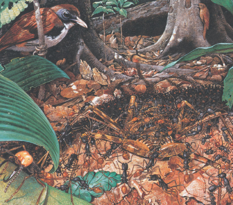 Иллюстрация к книге — Путешествие к муравьям [i_148.jpg]