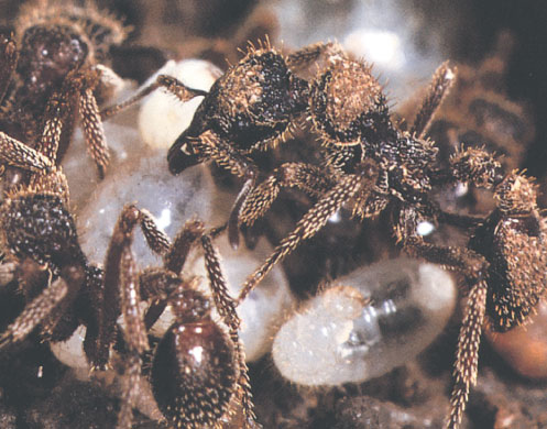 Иллюстрация к книге — Путешествие к муравьям [i_153.jpg]