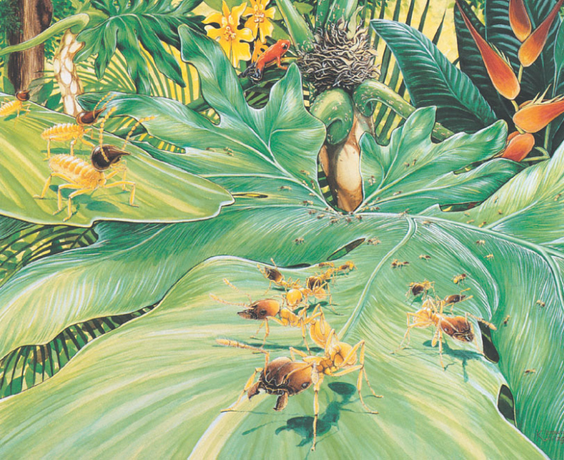 Иллюстрация к книге — Путешествие к муравьям [i_156.jpg]