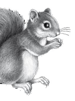 Иллюстрация к книге — Тайна Холли [i_005.jpg]