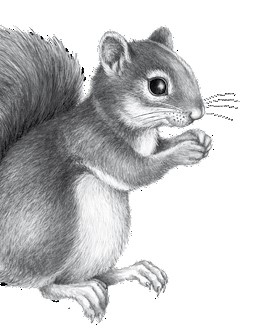 Иллюстрация к книге — Тайна Холли [i_011.jpg]