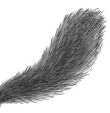 Иллюстрация к книге — Тайна Холли [i_015.jpg]