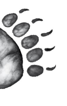 Иллюстрация к книге — Тайна Холли [i_034.jpg]