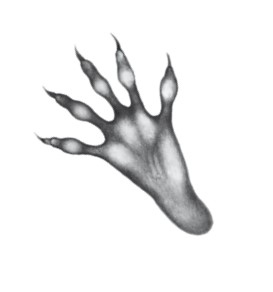 Иллюстрация к книге — Тайна Холли [i_035.jpg]