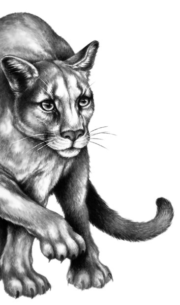 Иллюстрация к книге — Тайна Холли [i_036.jpg]