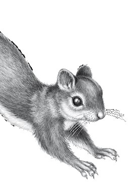 Иллюстрация к книге — Тайна Холли [i_063.jpg]