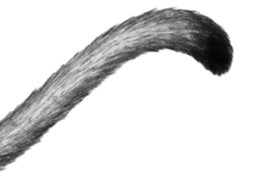 Иллюстрация к книге — Тайна Холли [i_087.jpg]