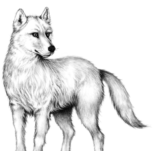 Иллюстрация к книге — Тайна Холли [i_091.jpg]