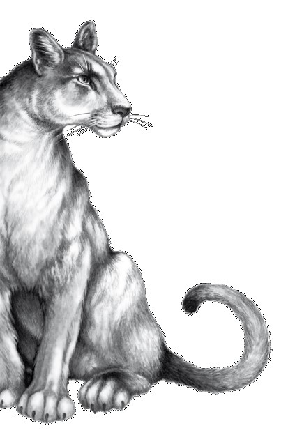 Иллюстрация к книге — Тайна Холли [i_095.jpg]