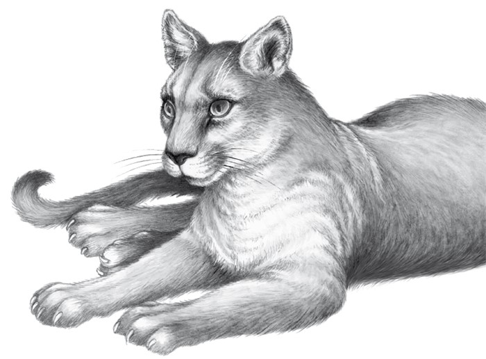 Иллюстрация к книге — Тайна Холли [i_097.jpg]