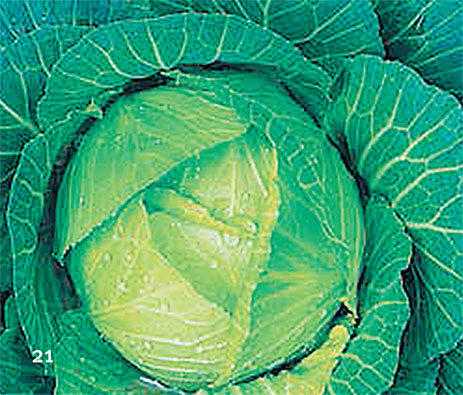 Иллюстрация к книге — Перерастая бога. Пособие для начинающих [i_029.jpg]