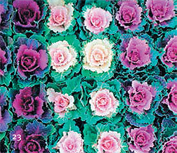 Иллюстрация к книге — Перерастая бога. Пособие для начинающих [i_031.jpg]