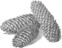 Иллюстрация к книге — Лес. Как устроена лесная экосистема [i_001.jpg]