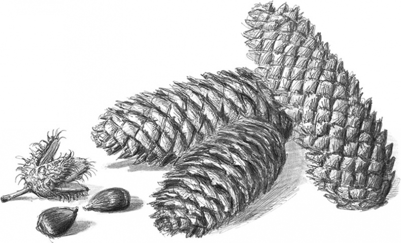 Иллюстрация к книге — Лес. Как устроена лесная экосистема [i_004.jpg]