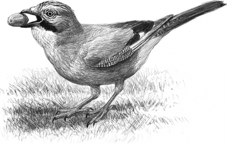 Иллюстрация к книге — Лес. Как устроена лесная экосистема [i_006.jpg]