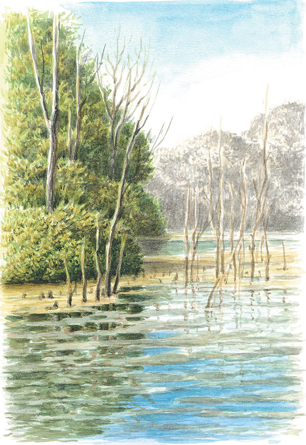 Иллюстрация к книге — Лес. Как устроена лесная экосистема [i_010.jpg]