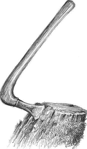 Иллюстрация к книге — Лес. Как устроена лесная экосистема [i_014.jpg]