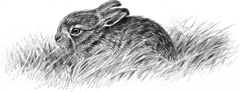 Иллюстрация к книге — Лес. Как устроена лесная экосистема [i_017.jpg]